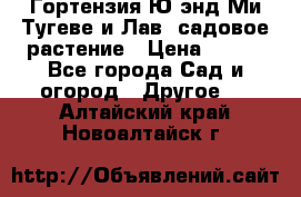 Гортензия Ю энд Ми Тугеве и Лав, садовое растение › Цена ­ 550 - Все города Сад и огород » Другое   . Алтайский край,Новоалтайск г.